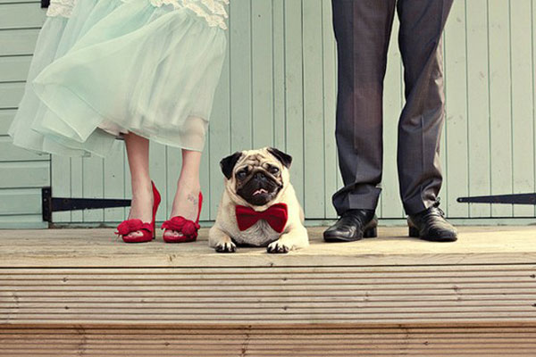Image for dog friendly weddings