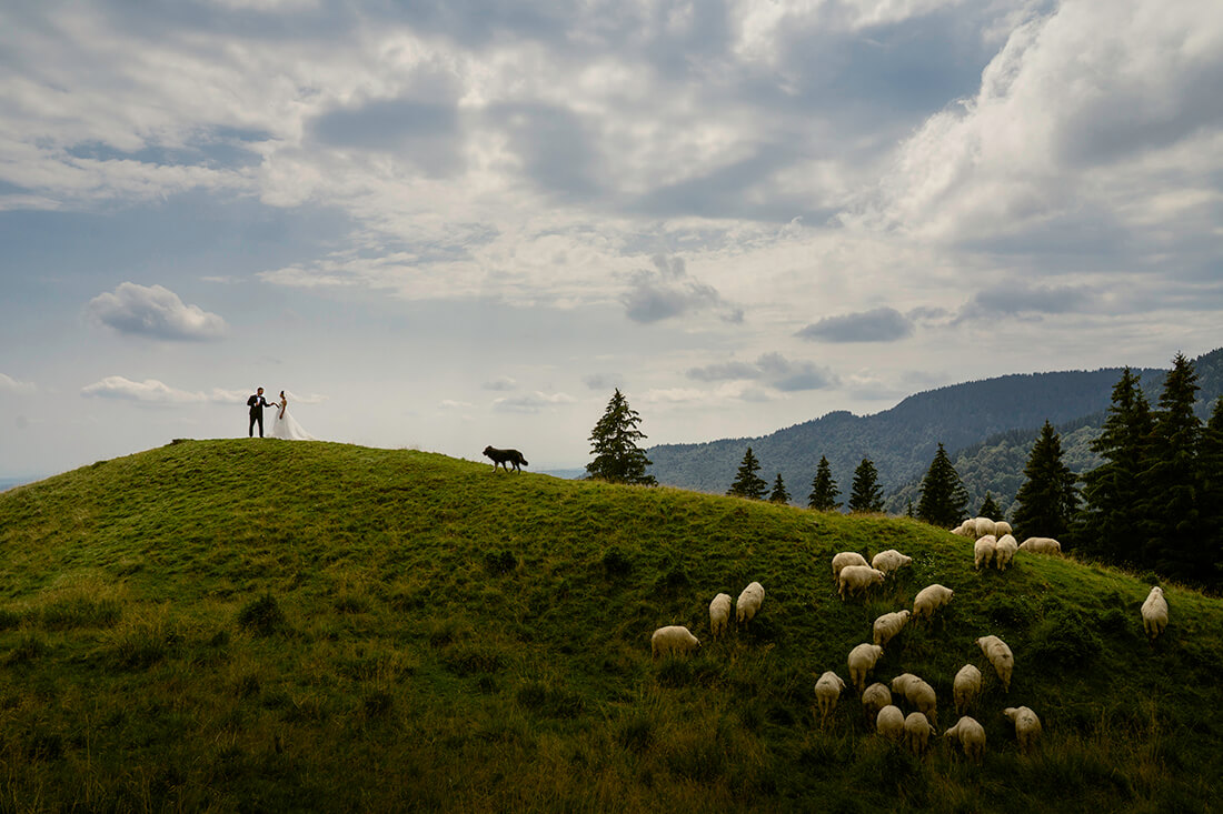 newlyweds on a hill with sheep and wolf