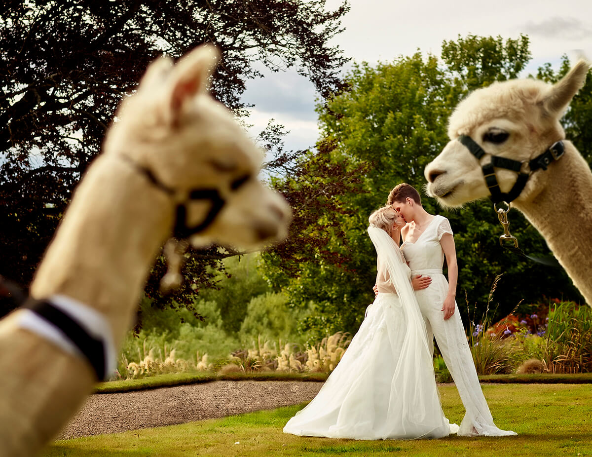 two brides and two llamas