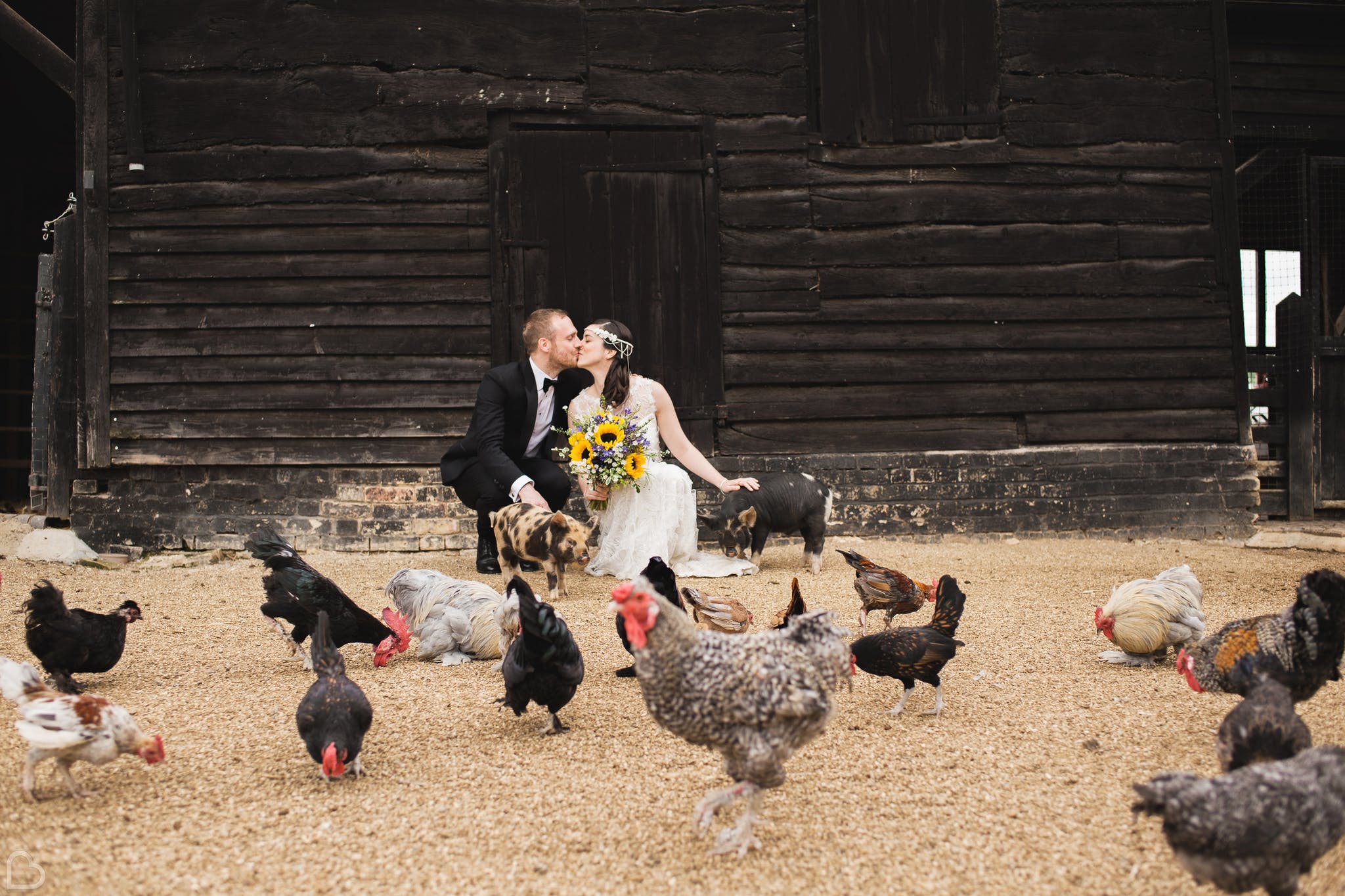 couple surrounded by chickens at south farm a farm wedding venue in the uk 